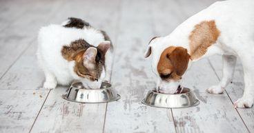 Pet Valu (TSX:PET) Expands Influence in S&P TSX Composite Index