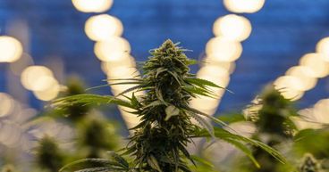 Six Pot Stocks - AGH, CAN, AC8, BDA, BOT and EXL