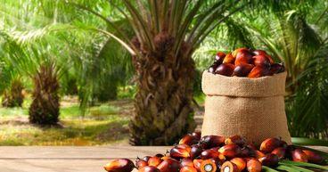 Hilton Food Group (LSE:HFG) Steady in FTSE 350 Review