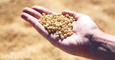 Where Is Soybean Heading?