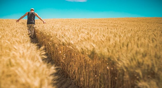 (Top Agricultural commodity stock to watch amid 14 years record high wheat price?)