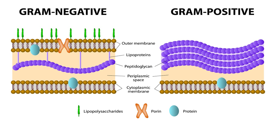 Difference between gram positive and gram negative