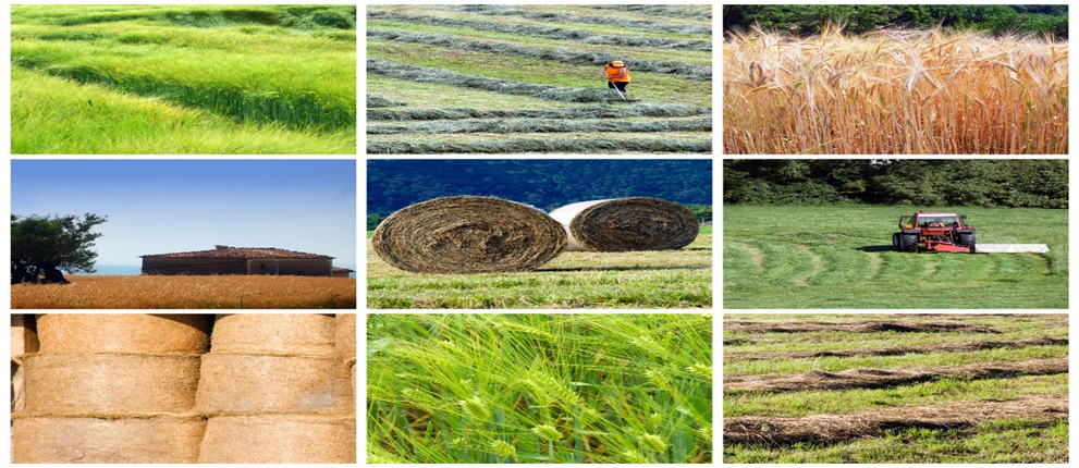 Explore top agri commodity ETFs: WEAT, CORN, GRU, JJG & TAGS