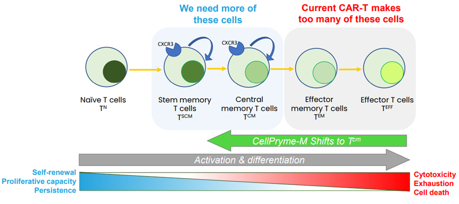 More memory cells needed for clinical efficacy