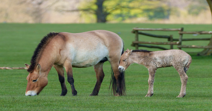 Two horses walking together 