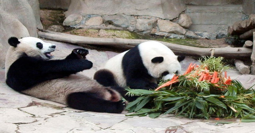 Giant pandas