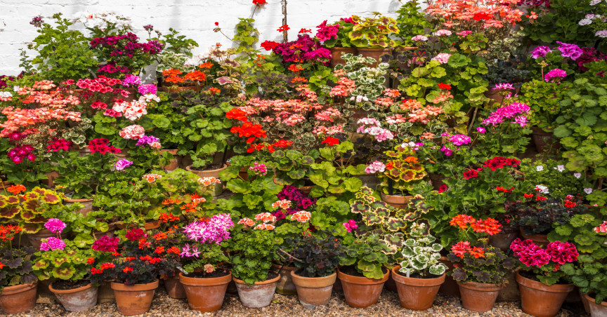 pelargoniums