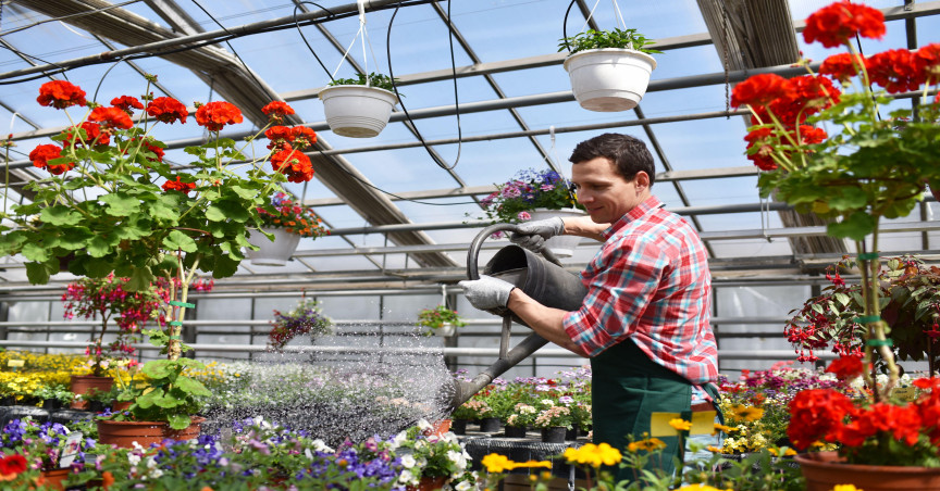 Gardener in greenhouse