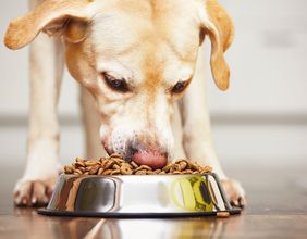 What factors led to strong omnichannel segment growth of Pets at Home Group PLC?