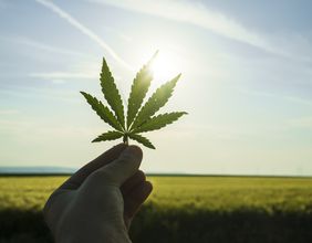 Does UK Legislation Around Cannabis Require A Revisit with Its Rising Medical Use?