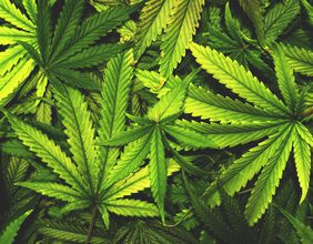 HEXO & Aphria (TSX:APHA): Should You Buy The Trending Cannabis Stocks?