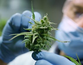 Trulieve Acquires Harvest Health’s Cannabis Arm For Record US$2.1 bn