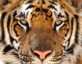 Tiger King crypto: Is it more than just meme-based token?