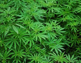WEED, HEXO, TLRY, OGI & ACB: 5 TSX cannabis stocks for retail investors