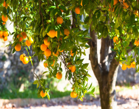 Here’s why live cattle, orange juice, cocoa, olive oil prices are surging