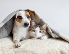 Rick Simpson Oil Announces Product Launch For Pets
