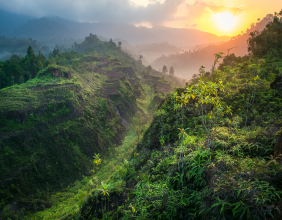 New Angle on Theory Explaining Species Diversity in Rainforest Trees