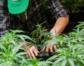 A key Marijuana financing bill moves forward in the U.S. Senate
