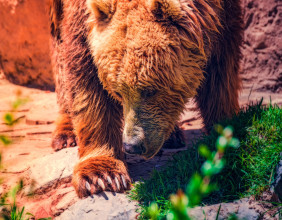 POLYX price dips as bears show strength