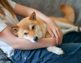 SHIB wallets with zero balance hit record highs, signaling growing adoption