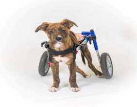 Kiwi: A Tiny Wheelchair Pup's Journey to Find a Loving Home