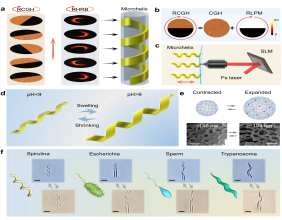 Shape-changing helical microswimmers could revolutionize biomedical applications