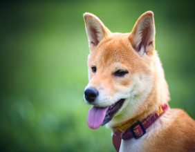 A look at Shiba Memu as Bitcoin and crypto eye new bull market