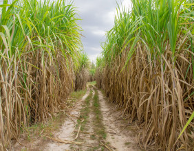 My sugar price forecast was spot on: what next now?