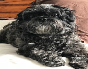 Feeding Pets of the Homeless Launches $20,000 Matching Grant Campaign