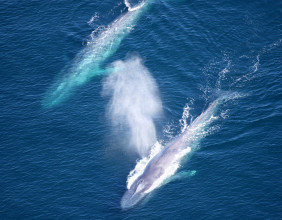 Ten Companies Join Initiative for Safer Whales and Cleaner Air