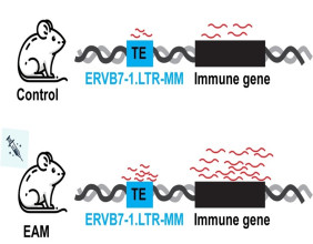 Researchers explore the role of of transposable elements in myocarditis