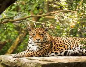 Anton/Bauer Launches 'Preservation Power' Campaign in Partnership with Rainforest Trust