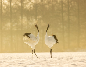 Discover The Magic Of Hokkaido With Dedicated European Desks