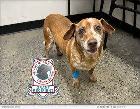 Grey Muzzle Grant Gives Senior Dogs At The Sacramento Spca A Second Chance