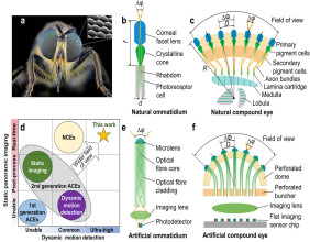 Optical Fibre based Artificial Compound Eyes for Ultrafast Static and Dynamic Perception