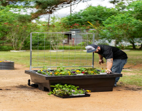 Introducing the Foodcube – Revolutionizing Urban Gardening for Sustainable Living