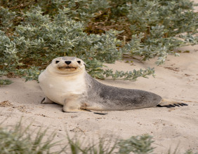 5 Creative Tourism Solutions Helping to Save Endangered Animals