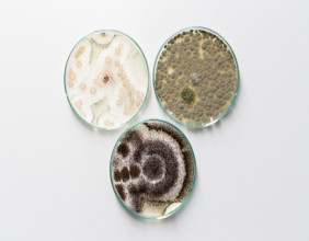 Agricultural Microbial Market Report 2024-2033: Recent Trends and Business Opportunities