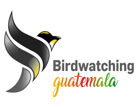 Guatemalan Flicker Recognized as a Distinct Species: New Conservation Focus for Central American Highlands