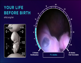Pregnancy Insights Revealed in