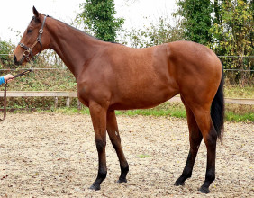 Clara Stud Presents Lot 63: A Dark Angel Filly from the Exceptional Broodmare Entreat