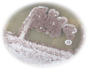 New antibiotic producers described: Old DSMZ treasures with new potential