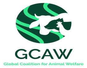 Global Coalition for Animal Welfare Scales Impact with New Members, Minerva Foods and Nomad Foods