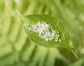 Polylactic Acid Market to Scale New Heights as Market Players Focus on Innovations 2024 - 2030
