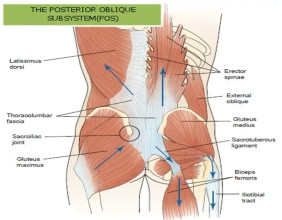 The Brookbush Institute updates the course 'Posterior Oblique Subsystem'