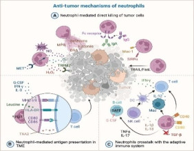 Neutrophils: the double-edged swords in cancer's battleground