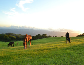 New in Kagoshima: Eco-Tourism Experience with Retired Horses Now Open