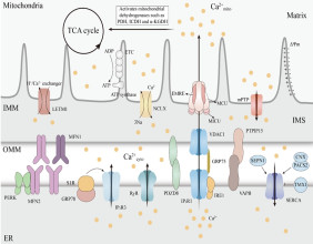 Decoding the influence of mitochondrial Ca2+ regulation on neurodegenerative disease progression
