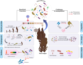Microbial solutions for boosting seaweed farming and carbon capture