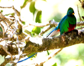 Hoteleus Perspectives on Bird Watching in Costa Rica